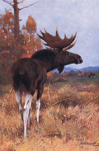 Elch oder Elch, aus Die Tierwelt der Welt, veröffentlicht von Frederick Warne & Co, ca. 1900