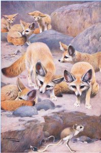 Fennek und Springmaus, Illustration aus Wildlife of the World, ca. 1910 von Wilhelm Kuhnert