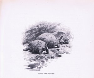 Riesenschildkröten, Illustration aus Wildlife of the World, ca. 1910 von Wilhelm Kuhnert