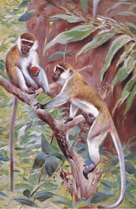 Grüner Meerkatze, Illustration aus Wildlife of the World, ca. 1910
