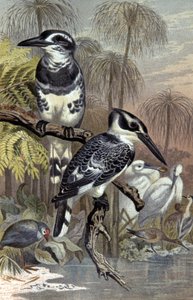 Eisvögel, ca. 1910