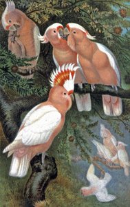 Leadbeaters Kakadu von Wilhelm Kuhnert