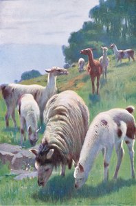 Lama, aus Die Tierwelt der Welt, veröffentlicht von Frederick Warne & Co, ca. 1900 von Wilhelm Kuhnert