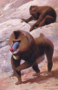 Mandrill, Illustration aus Wildlife of the World, ca. 1910