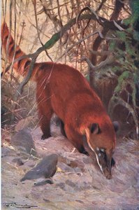 Roter Nasenbär, aus Die Tierwelt der Welt, veröffentlicht von Frederick Warne & Co, ca. 1900