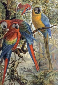 Rote Papageien, ca. 1910 von Wilhelm Kuhnert