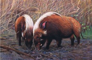 Flussschwein, Illustration aus Wildlife of the World, ca. 1910