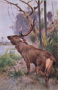 Sambar, aus Die Tierwelt der Welt, veröffentlicht von Frederick Warne & Co, ca. 1900