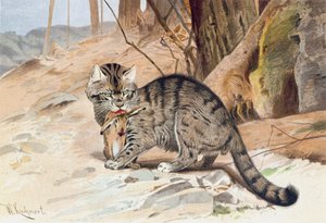 Wildkatze, Platte aus "Brehms Tierleben: Allgemeine Kunde des Tierreichs", Bd.1, S.418, veröffentlicht vom Bibliographischen Institut von Wilhelm Kuhnert