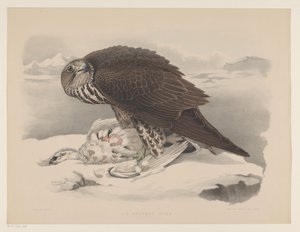 Gerfalke mit Schneehuhn