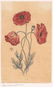 Mohnblumen