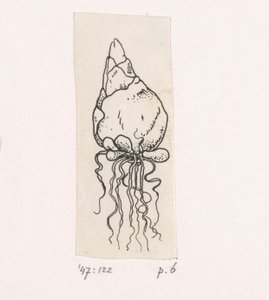 Blumenzwiebel