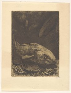 Fische und Wasserpflanzen