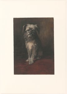 Porträt des Hundes Phoebus