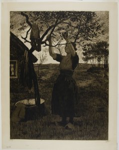 Der Apfelbaum