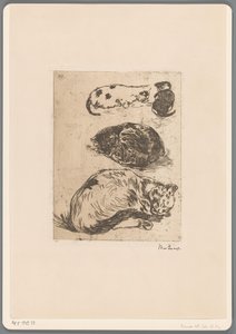 Studie von Katzen