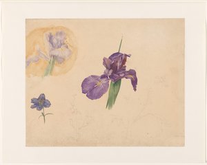 Studien einer Iris und eines Rittersporns
