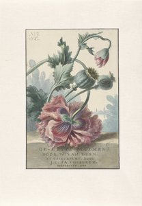 Mohnblumen