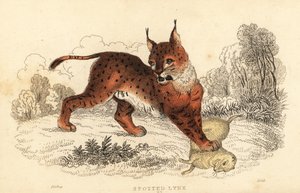Eurasischer Luchs, Lynx lynx, 1834