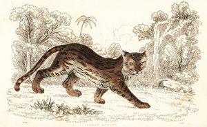 Margay, Leopardus wiedii catenata, 1834 von William Alexander Forbes