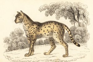 Serval, Leptailurus serval, 1834 (Gravur) von William Alexander Forbes