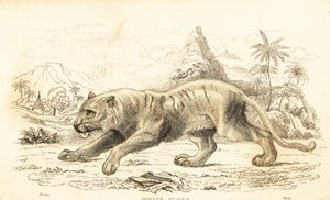 Weißer Tiger, Panthera tigris tigris, gefährdet, 1834 (Gravur) von William Alexander Forbes