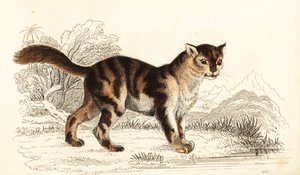 Wilde Schildpattkatze aus Südamerika, Felis catus, 1834 (Gravur)