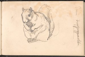 Skizze eines Eichhörnchens, ca. 1879
