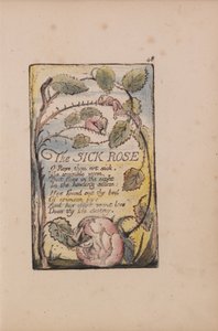 Lieder der Unschuld und der Erfahrung, Tafel 48, Die kranke Rose (Bentley 39)