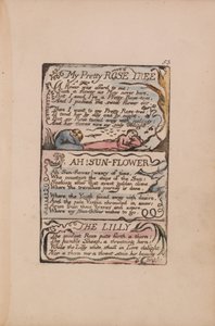 Lieder der Unschuld und Erfahrung, Platte 53, Mein hübscher Rosenbaum, Ach! Sonnenblume, Die Lilie