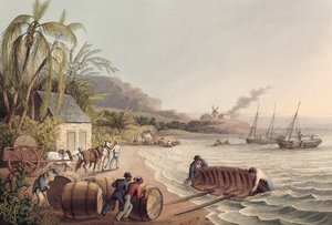 Laden von Rum- und Zuckertonnen, Antigua