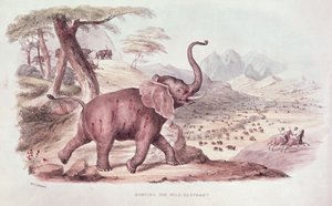 Die Jagd auf den wilden Elefanten, Illustration aus 