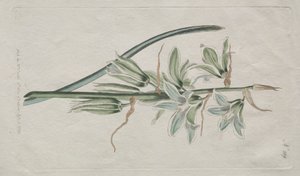 The Botanical Magazine or Flower Garden Displayed: Stern von Bethlehem