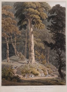 Ansicht des großen Baums, Prince of Wales Island von William Daniell
