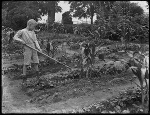 William Gray Hassler arbeitet im Schulgarten im Isham Park, New York City, 5. August 1914