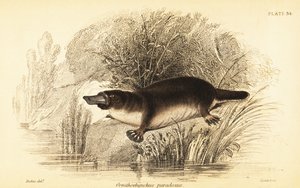 Schnabeltier, Ornithorhynchus anatinus von William Dickes