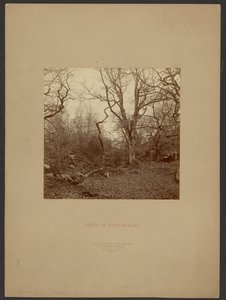 Wald von Fontainebleau