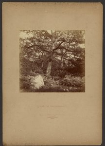 Wald von Fontainebleau