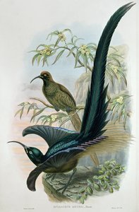 Epimachus Meyeri von William Hart