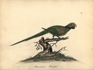 Alexandersittich, Psittacula eupatria. Handkolorierte Kupferstichgravur einer Illustration von William Hayes aus Portraits of Rare and Curious Birds from the Menagery of Osterly Park von William Hayes