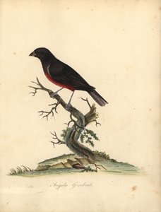 Kastanienbauch-Samenfink, Oryzoborus angolensis. (Angola-Grosbeak, Loxia angolensis) Handkolorierter Kupferstich einer Illustration von William Hayes aus Portraits of Rare and Curious Birds from the Menagery of Osterly Park, London: Bulmer von William Hayes