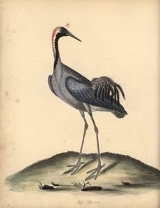 Kranich, Grus grus. Handkolorierter Kupferstich von William Hayes aus Portraits of Rare and Curious Birds from the Menagery of Osterly Park von William Hayes