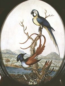 Leierschwanz und Eichelhäher