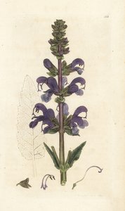 Wiesensalbei, Salvia pratensis von William Hayes