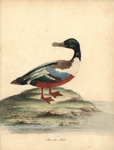 Löffelente, Anas clypeata, Männchen. Handkolorierter Kupferstich einer Illustration von William Hayes aus Portraits of Rare and Curious Birds from the Menagery of Osterly Park (London: Bulmer)