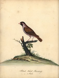 Rotbischof, Quelea quelea, Männchen. Handkolorierter Kupferstich von William Hayes aus Portraits of Rare and Curious Birds from the Menagery of Osterly Park von William Hayes