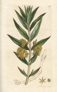 Ährige Gilbweiderich, Lysimachia thyrsiflora von William Hayes
