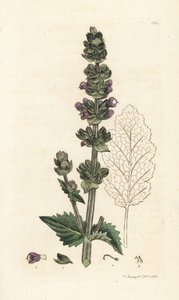 Wilder englischer Salbei, Salvia verbenaca. Handkolorierter Kupferstich von James Sowerby aus James Smiths English Botany, London von William Hayes