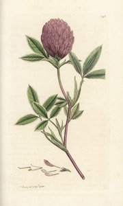 Zickzack-Klee, Trifolium medium. Handkolorierter Kupferstich von James Sowerby aus James Smiths English Botany, London von William Hayes