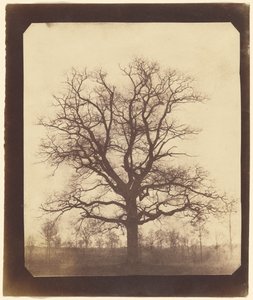 Eine Eiche im Winter von William Henry Fox Talbot